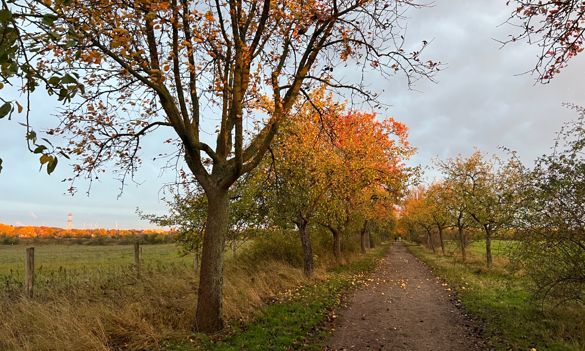 Titelbild von Einsteigerwanderung von Wuhletal nach Falkenberg