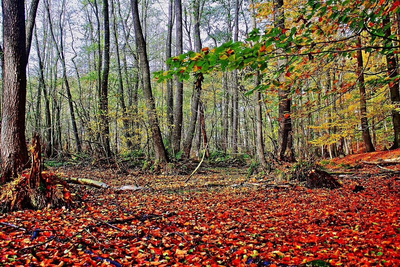 Titelbild von Wanderung am Weltnaturerbe Buchenwald Grumsin